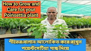 শীতের বাগান আলোকিত করবে পয়েন্টসেটিয়া গাছHow to Grow amp Care for your Poinsettia plant [upl. by Ahsin]