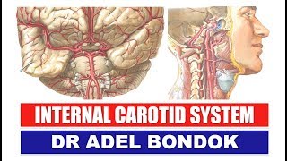 Internal Carotid System Dr Adel Bondok [upl. by Jar]