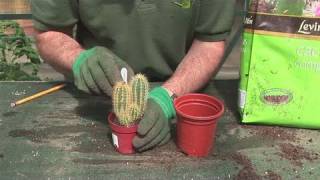 How To Grow A Cactus Plant [upl. by Nauquf]