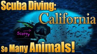 Scuba Diving in California  So Many Animals [upl. by Ahsilav883]