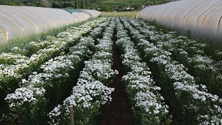 Achillea ptarmica Noblessa Farming [upl. by Remmus508]