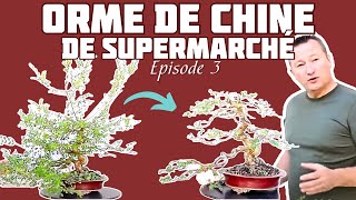 Comment Réaliser un BONSAÏ avec l’ORME de CHINE Épisode 3 🌱 NEJIKAN BONSAI 🌱 [upl. by Nayhr]