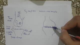 cours de physiologie  8 synapse electrique [upl. by Now991]