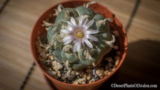 How to grow amp care for Lophophora williamsii  The Peyote Cactus [upl. by Etana]