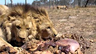 Antelope Park Big boys feeding [upl. by Baillieu]