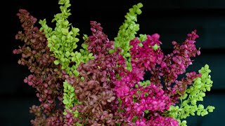 GrowALong Orach ‘Tricolour Plumes’ Atriplex hortensis [upl. by Anitsrhc563]