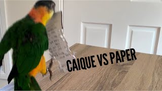 Black headed Caique Parrot versus Paper  Funny videos  Hopping Caique [upl. by Yerffej]