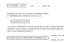 Biología  Cálculo del balance energetico de la oxidacion de un acido graso [upl. by Rycca]