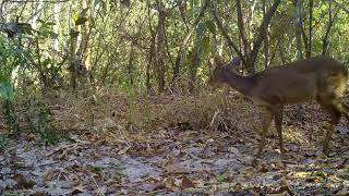 Veadocatingueiro Subulo gouazoubira  monitoramento de fauna da eeCoo em Camapuã MS [upl. by Nodnalb]