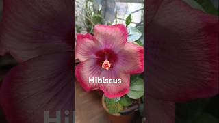 Hibiscus bud opening  hibiscus flowers  big flower  Amazing flower  nature video  flower lover [upl. by Kerril]