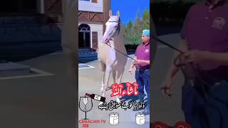 Worlds Most Beautiful Horse sindhisong horse foryou [upl. by Paley]