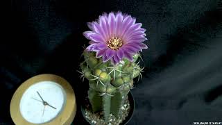 サボテン開花タイムラプス 「コリファンタ・紅葉象牙丸」  Timelapse video of flower of Cactus quotCoryphantha elephantidensquot [upl. by Peer]