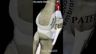 Joined the moving of patellajoin medicalanimationhealthcare dmltlab patella joined pain lab [upl. by Gally]