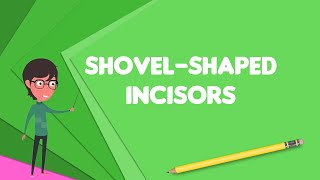 What is Shovelshaped incisors Explain Shovelshaped incisors Define Shovelshaped incisors [upl. by Okoyk]