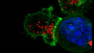 ASCB Celldance 2014Cytotoxic TCells on PatrolAlex Ritter HD [upl. by Rats]