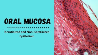 Keratinized and nonkeratinized epithelium  Oral Epithelium [upl. by Alleuqahs773]