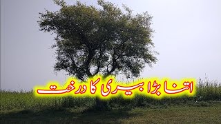 Bairi ki bara darahat  big plants ☘️  Punjabi vlog  daily routine in Village  بیری کا درخت [upl. by Aillimac987]