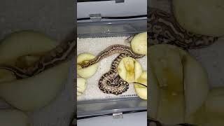 Recordando nuestros primeros nacimientos de Piton Bola 🐍 fyp shorts viral motivation baby [upl. by Ume421]