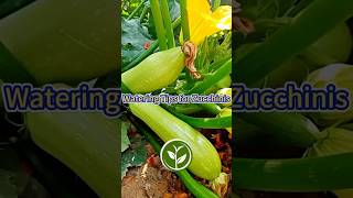 Watering tips for Zucchinis shortvideo garden howto youtubeshorts viralvideo plants fruit [upl. by Daryl]