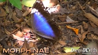 Morpho menelaus tenuilimbata  Lepke  Borboleta azul  Morpho Butterfly Morphinae [upl. by Tirrell155]