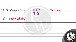 In angiosperm all the four microspores of tetrad are covered by a layer which is formed by [upl. by Anyalram]