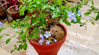 Flowering Plant Plumbago Caring Tips  HindiUrdu [upl. by Ahsir]