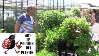 chaine de Jardinage PelargoniumodorantTomentosum Comment faire une Bouture Géranium [upl. by Artenek]