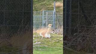 Vicuña South American camelid animals shortvideo wildlife [upl. by Schlessel]