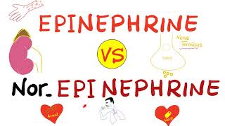 Epinephrine vs NorEpinephrine [upl. by Delacourt718]