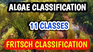 Classification of algae  Fritsch classification  11 classes [upl. by Enirehtakyram]