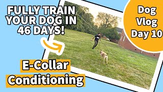 ECollar Conditioning Using Recall cont  Dog Vlog Day 10 [upl. by Laram609]