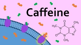 Caffeine and Adenosine Receptors [upl. by Gordy]