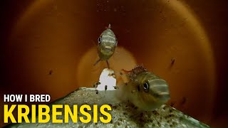 How I Bred Kribensis at Home With Cave Footage [upl. by Kendell]