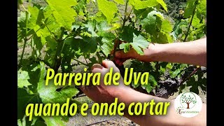 Parreira de Uva em Casa Qual o tamanho correto de crescimento [upl. by Minabe588]