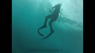 Spearfishing Currarong [upl. by Anerbas557]