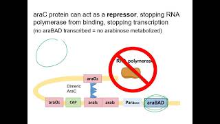 The Arabinose Operon [upl. by Feerahs]