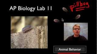 AP Biology Lab 11 Animal Behavior [upl. by Ainorev]