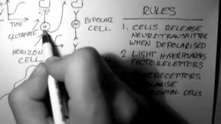 Horizontal Cells Vision 3 of 5 [upl. by Cosetta356]