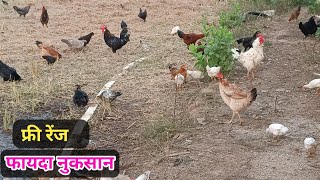 फ्री रेंज मुर्गी पालन का फायदा और नुकसान  Poultry Farming Business  Deshi Murgi Palan [upl. by Odilo644]