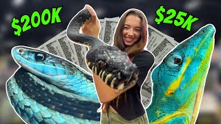 I Found The Most EXPENSIVE Reptiles at NARBC Tinley Park [upl. by Denney]