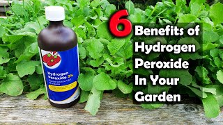 6 Benefits Of Hydrogen Peroxide On Plants And In Your Garden [upl. by Vinay]