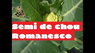 Terroir  le chou romanesco lautre prince de Bretagne  Comment planter des choux [upl. by Atworth]