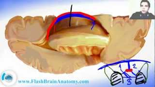 Ventricular System and Brain Ventricles Anatomy [upl. by Sakmar]