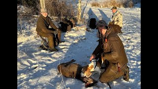 Rådyrjakt i Leksvik  Beagleaction [upl. by Nodmac]