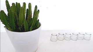 How to Grow Stapelia Succulent Plants from Cuttings in Water Stapelia Hirsuta Propagation [upl. by Jedthus263]