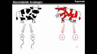 Instructie kruisingsschemas maken [upl. by Euqininod489]