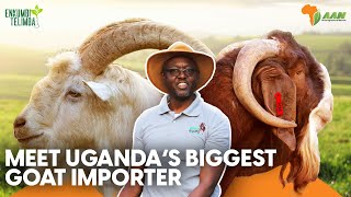 Meet Ugandas biggest Goat Importer  Sinza Goat Farm [upl. by Eidnas]