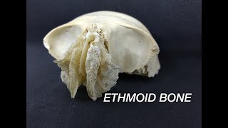 ETHMOID BONE [upl. by Srednas404]