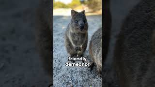 Quokka The Smiling Star of Nature [upl. by Aciretahs391]