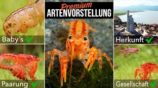 Oranger Zwergflusskrebs  Cambarellus patzcuarensis  LEXIKON DER AQUARISTIK mit Chris Lukhaup [upl. by Berwick]